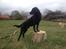 Labrador retriever Dumle - Min bedste ven