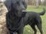 Labrador retriever Dumle - Min bedste ven
