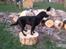 Labrador retriever Dumle - Min bedste ven