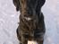 Labrador retriever Dumle - Min bedste ven