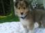 Shetland sheepdog Malik - Halløjsa!