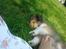Shetland sheepdog Malik - Hvem elsker ikke at blive kløet på mavsen? :D