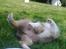 Shetland sheepdog Malik - Fjollehund ;-)