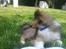 Shetland sheepdog Malik - Nam nam, min egen hale!