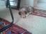 Shetland sheepdog Malik - Snork...