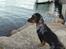 Blanding af racer 'Begga' Gravhund/DSG "Blue merle" - Nyder havudsigten