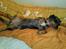 Blanding af racer 'Begga' Gravhund/DSG "Blue merle" - Putter