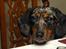 Blanding af racer 'Begga' Gravhund/DSG "Blue merle" - Er der noget til mig?! :)