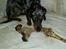 Blanding af racer 'Begga' Gravhund/DSG "Blue merle" - nom nom nooommm...