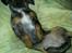 Blanding af racer 'Begga' Gravhund/DSG "Blue merle" - Chiller hund!