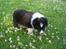Shetland sheepdog Jubii