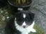 Shetland sheepdog Jubii