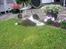 Shetland sheepdog Jubii
