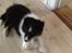 Shetland sheepdog Jubii