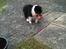 Shetland sheepdog Jubii
