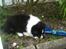 Shetland sheepdog Jubii