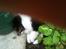Shetland sheepdog Jubii