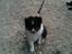 Shetland sheepdog Jubii
