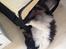 Shetland sheepdog Jubii