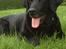 Labrador retriever Tessie - Også kaldt VBT! <3 - Tessie hos Mormor :-D 