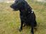 Labrador retriever Tessie - Også kaldt VBT! <3 - Du har været en del af mig i 8½ år.. Jeg forstår ikke hvordan jeg kan være så heldig at ha dig <3