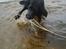 Labrador retriever Tessie - Også kaldt VBT! <3