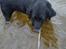 Labrador retriever Tessie - Også kaldt VBT! <3