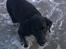 Labrador retriever Tessie - Også kaldt VBT! <3