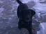 Labrador retriever Tessie - Også kaldt VBT! <3