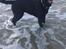 Labrador retriever Tessie - Også kaldt VBT! <3