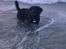 Labrador retriever Tessie - Også kaldt VBT! <3 - Tessie i Thyborøn!<3