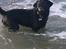 Labrador retriever Tessie - Også kaldt VBT! <3