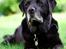 Labrador retriever Rosa