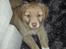 Nova scotia duck tolling retriever Mika "Himmelhund" 