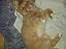 Nova scotia duck tolling retriever Mika "Himmelhund" 