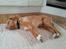 Nova scotia duck tolling retriever Mika "Himmelhund" 