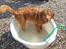 Nova scotia duck tolling retriever Mika "Himmelhund" 