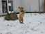 Nova scotia duck tolling retriever Mika "Himmelhund" 