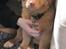 Nova scotia duck tolling retriever Mika "Himmelhund" 