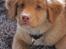 Nova scotia duck tolling retriever Mika "Himmelhund" 