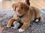 Nova scotia duck tolling retriever Mika "Himmelhund" 