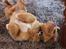 Nova scotia duck tolling retriever Mika "Himmelhund" 