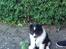 Shetland sheepdog Jubii