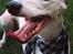 Whippet Liam Emil