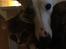Whippet Liam Emil