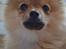 Pomeranian Baby