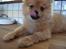 Pomeranian Baby