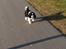 Cavalier king charles spaniel Trille