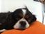 Cavalier king charles spaniel Trille