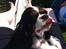 Cavalier king charles spaniel Trille
